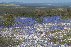 Flax6
